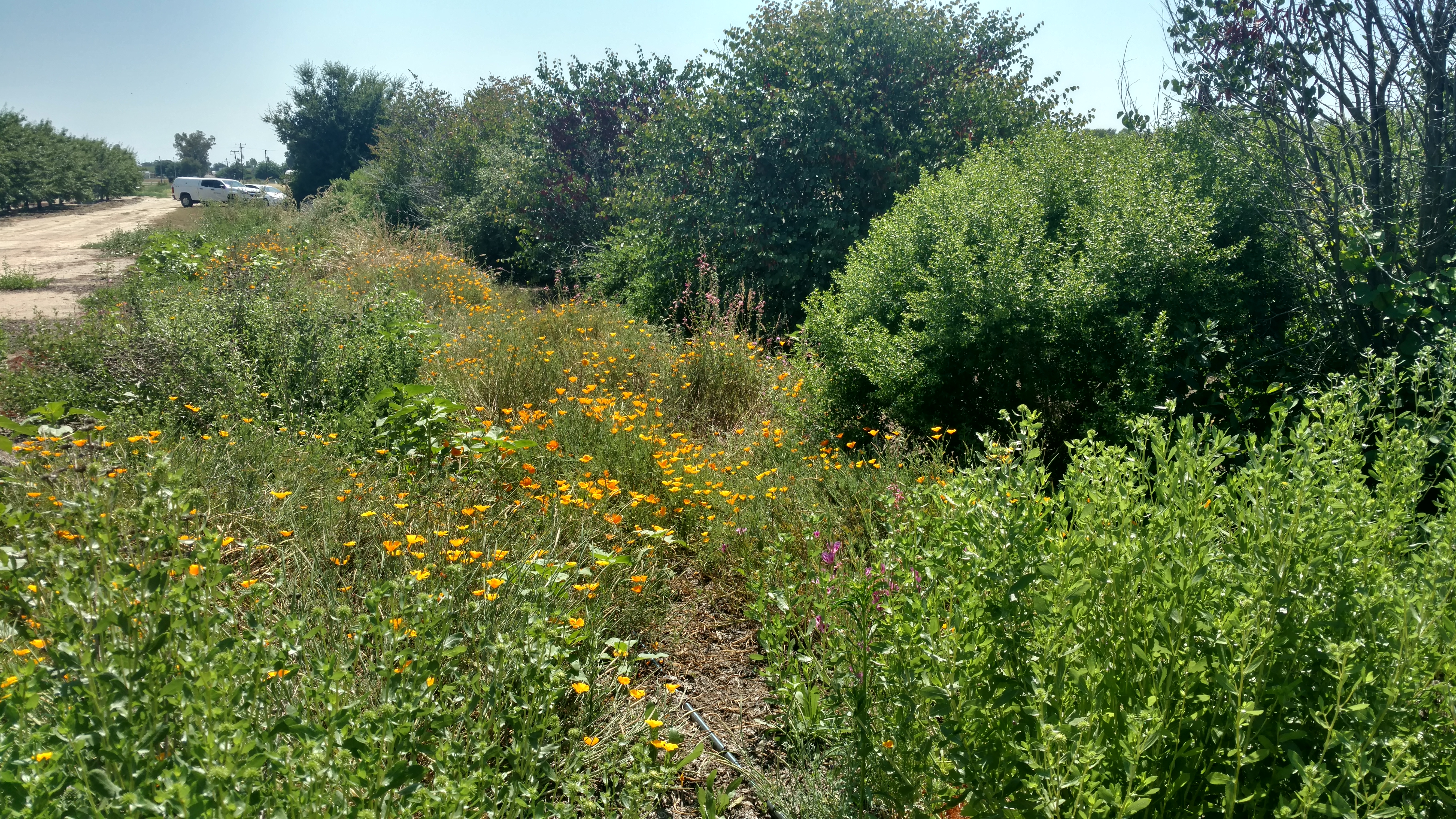Flower-rich habitat alongside an agricultural field