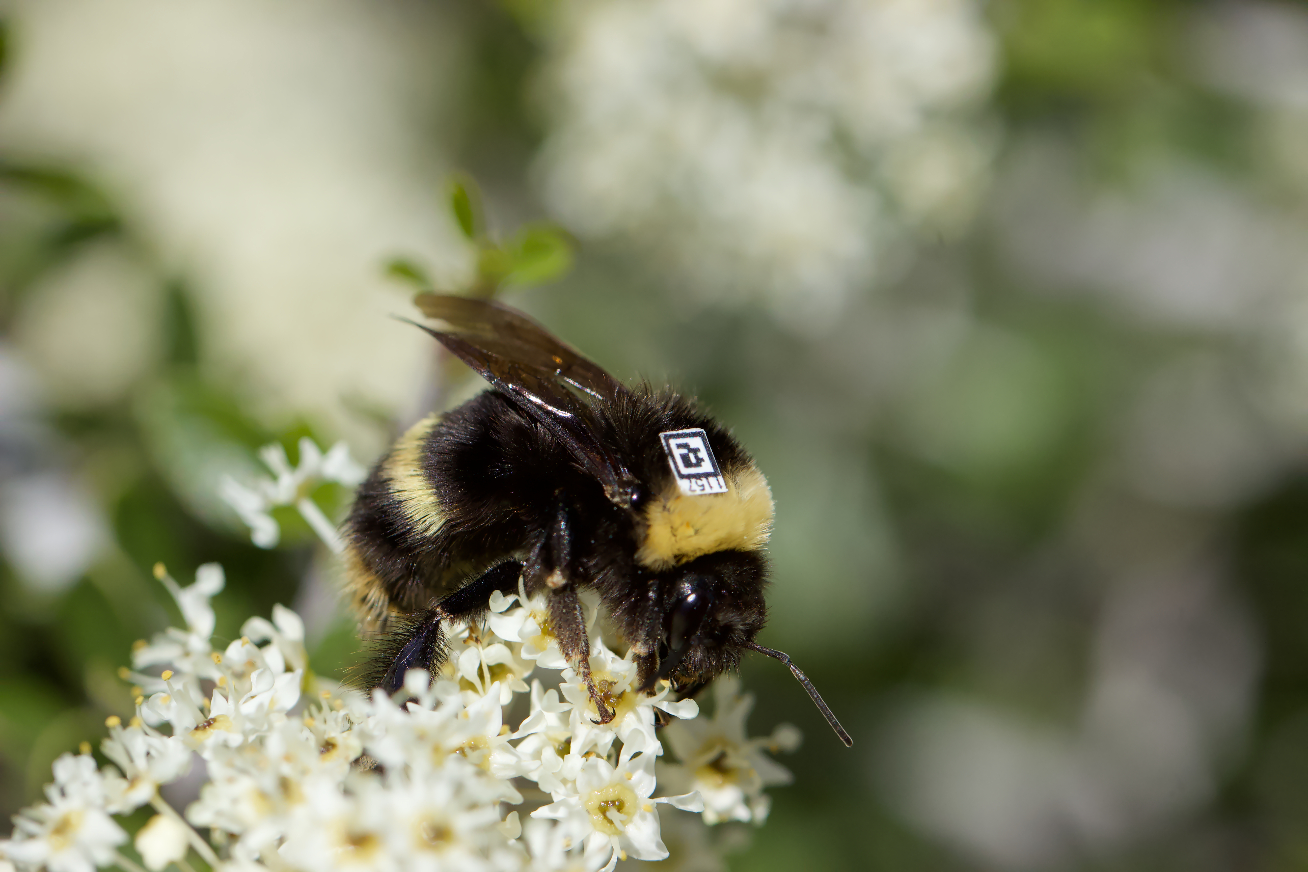 QR-tagged bumble bee feeding on flowers