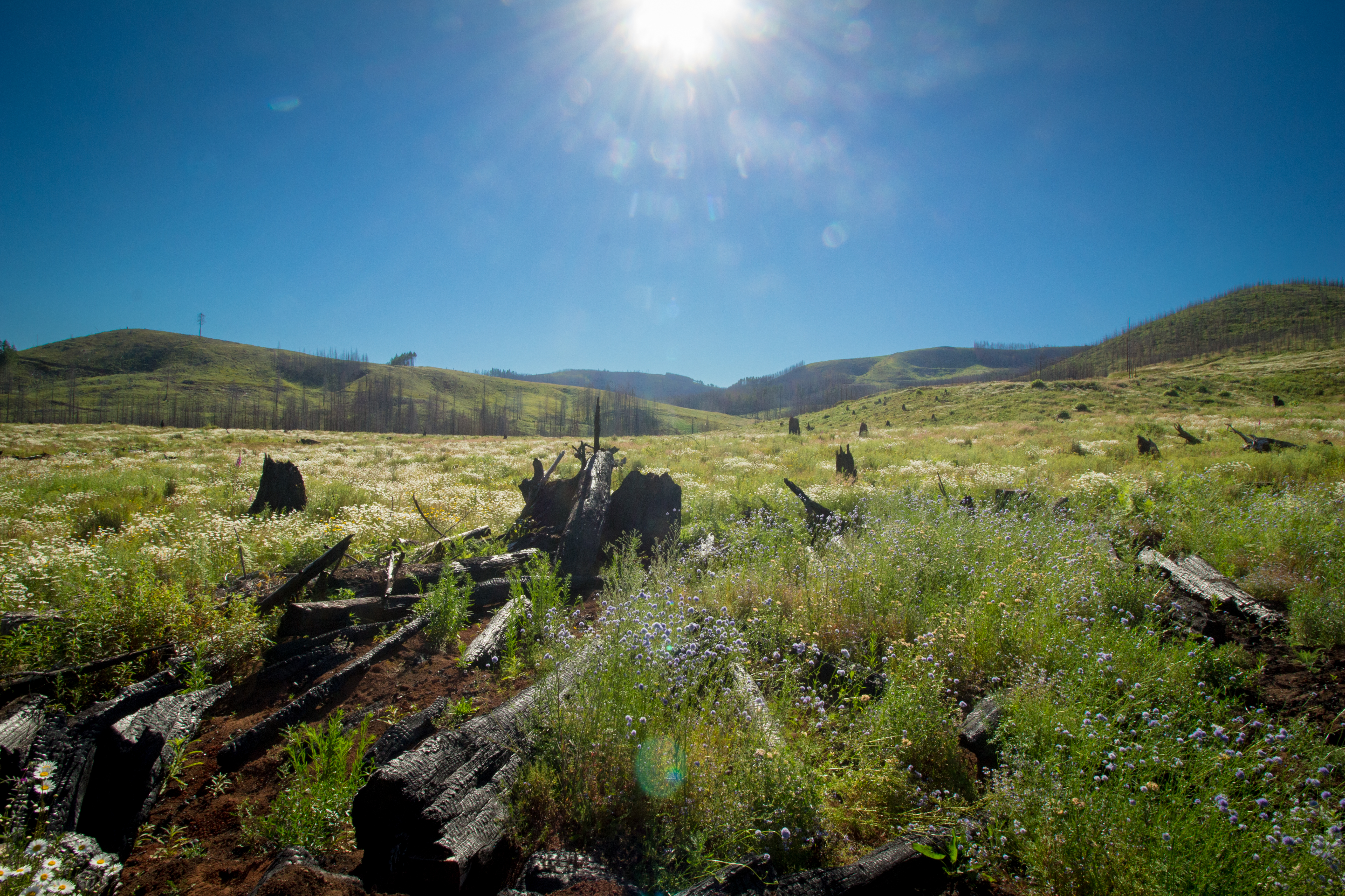 Flower-rich early-seral habitat in a managed forest landscape