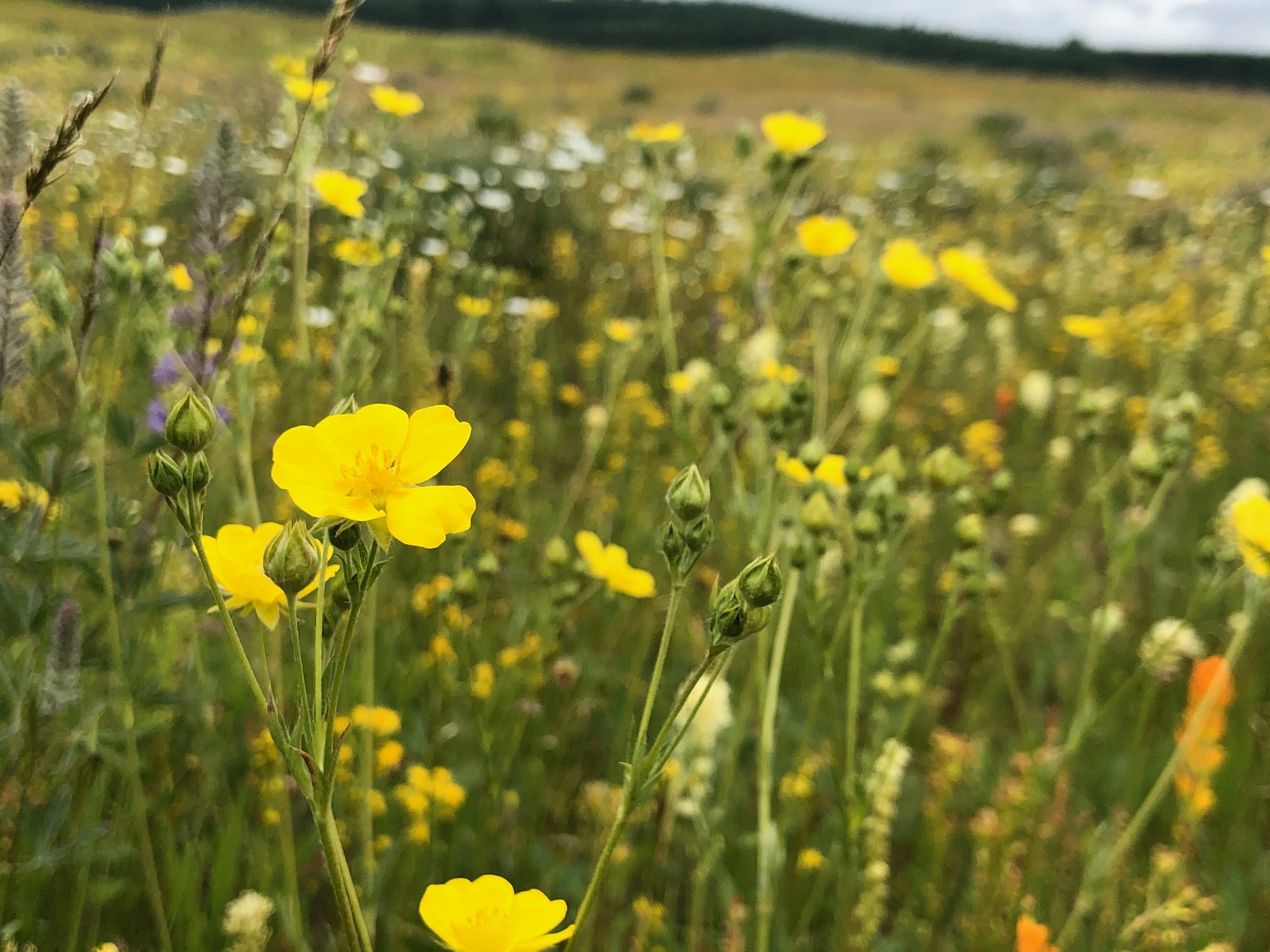 Flowering prairie vegetation in the Pacific Northwest