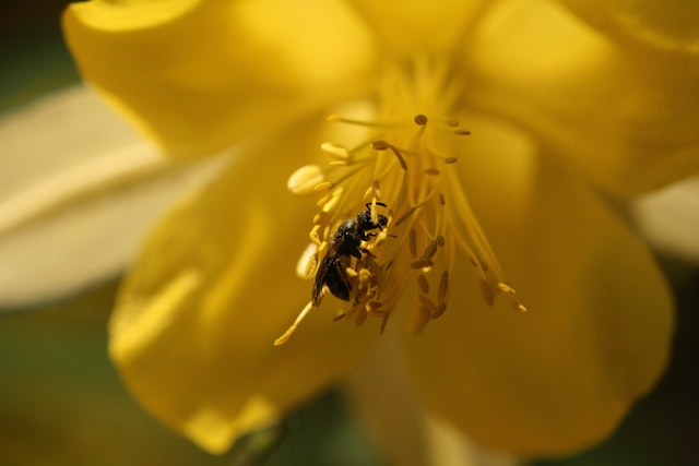 Wild bee visiting a yellow flower in the Madrean Sky Islands