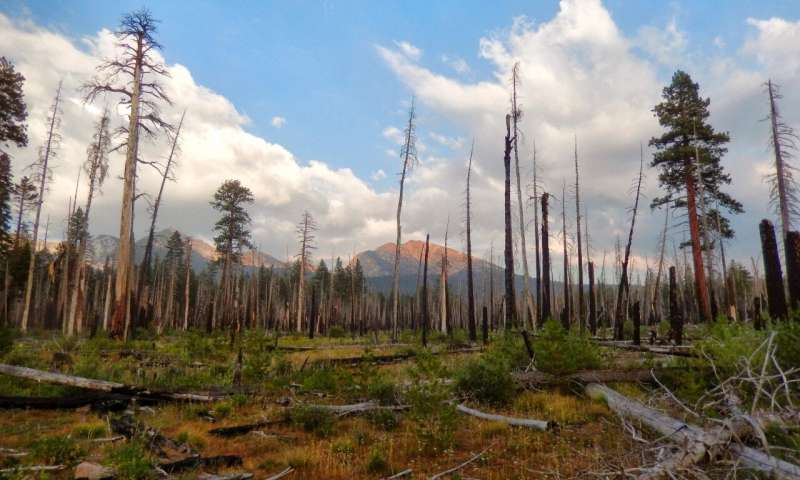 Post-fire forest landscape